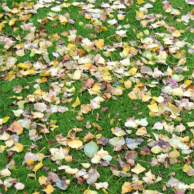 autumn.jpg