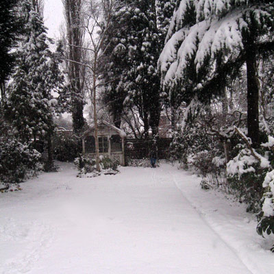 snow covered garden 